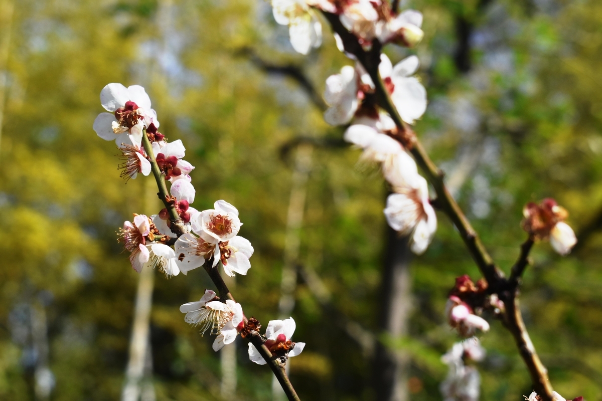 松花堂庭園の梅