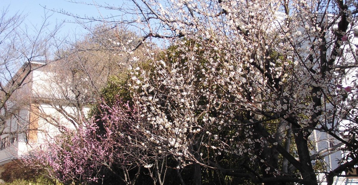 吉祥院天満宮の梅