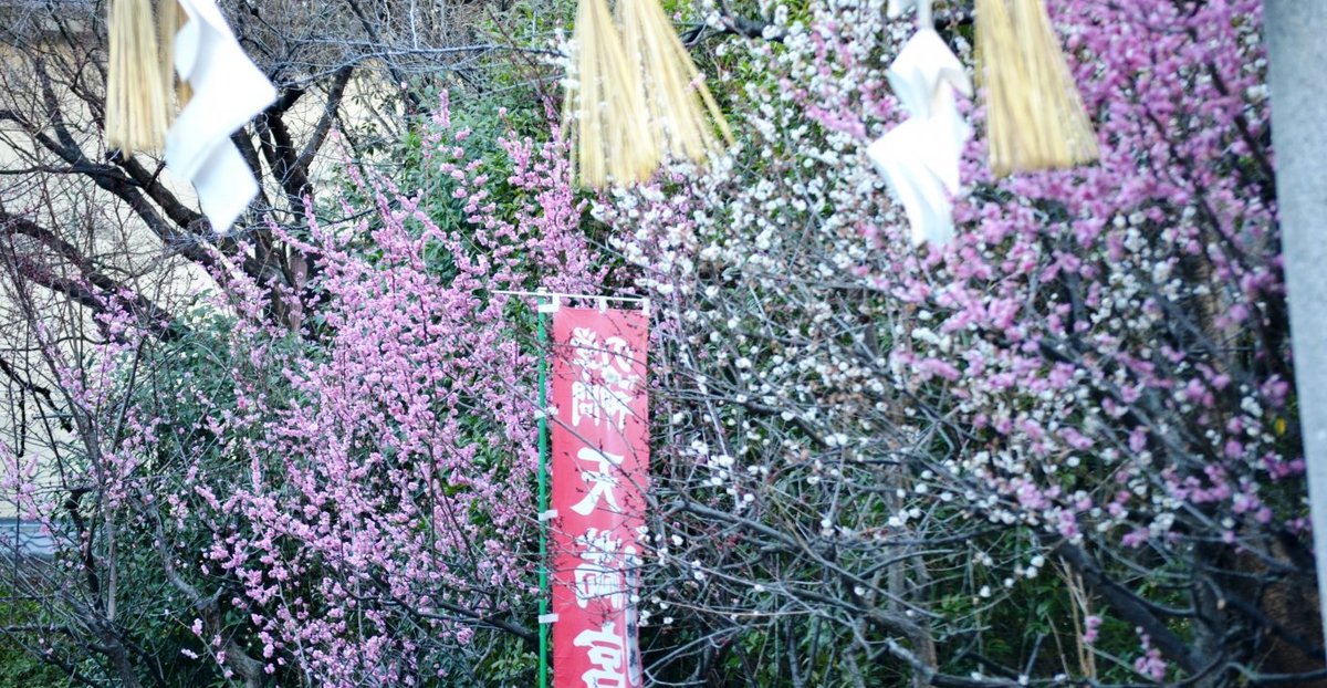 吉祥院天満宮の梅