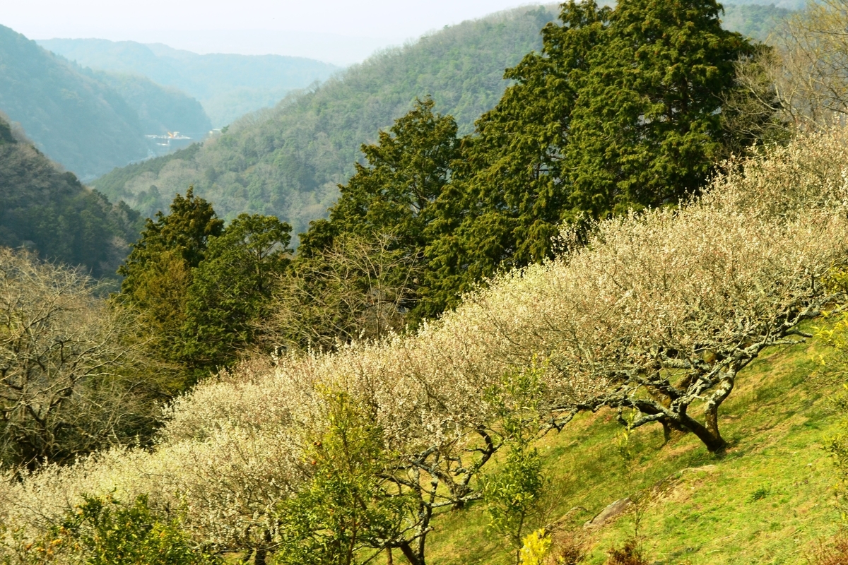 高尾梅林の梅