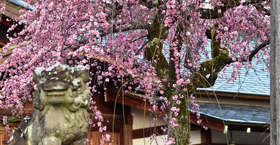 車折神社の枝垂梅