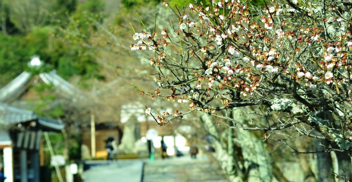 天龍寺の梅