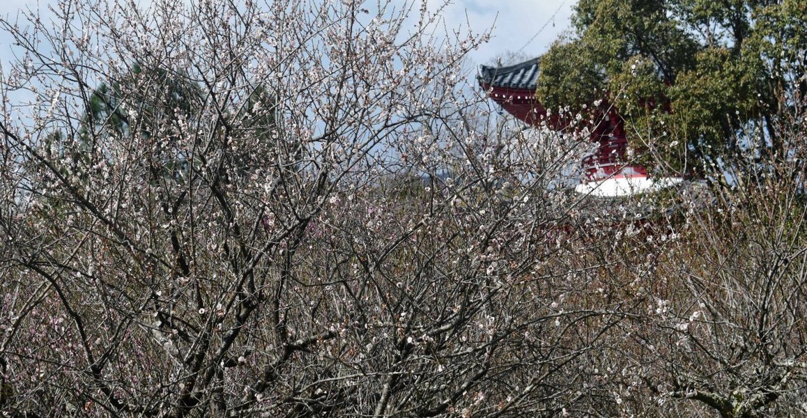 大沢池の梅