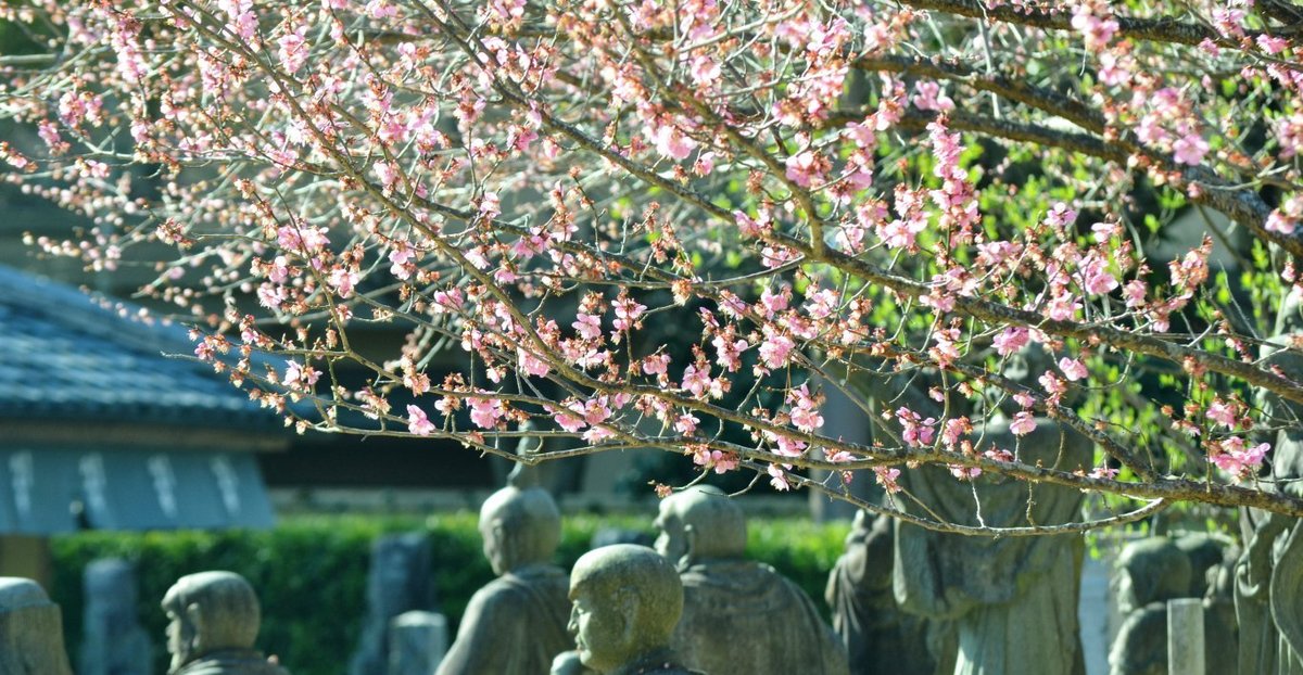 嵐山羅漢の紅梅