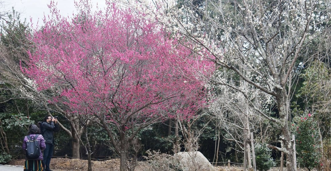 亀山公園の梅