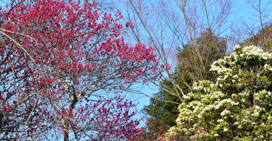 亀山公園の梅