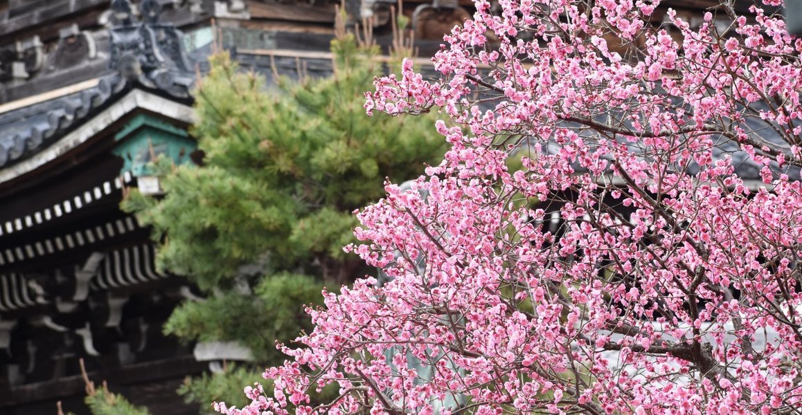 清凉寺の梅