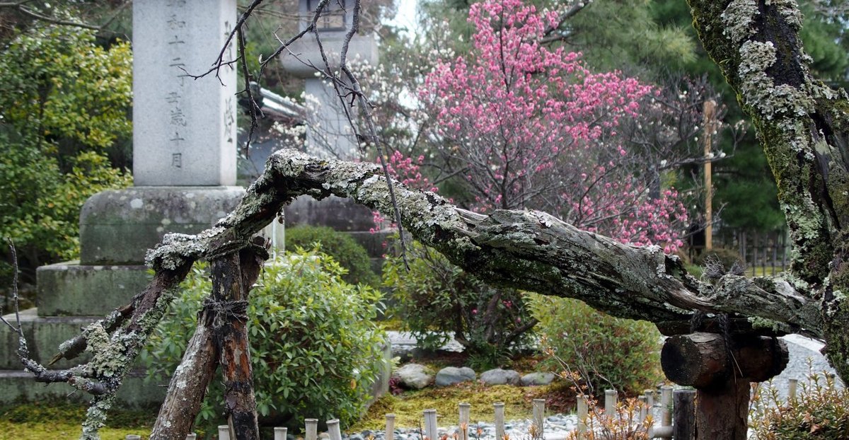 清凉寺の梅