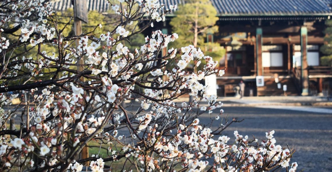 清凉寺の梅