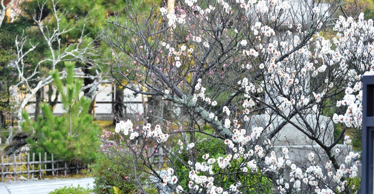 清凉寺の梅