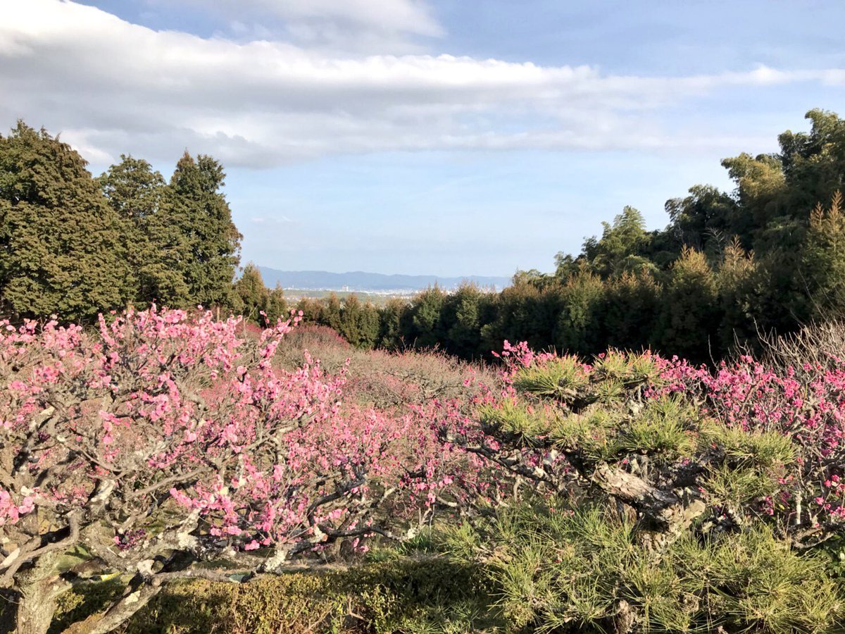 正法寺の梅林