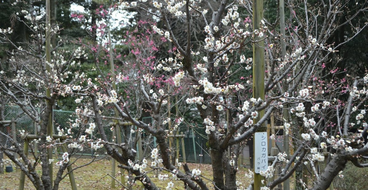 長岡天満宮の梅