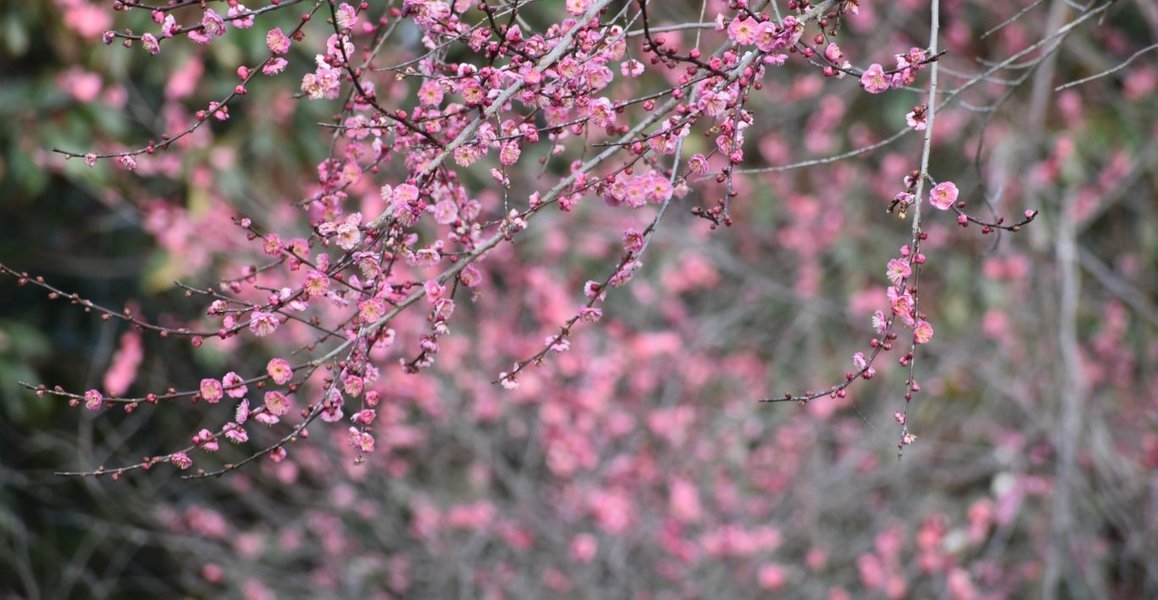 京都府立植物園の梅