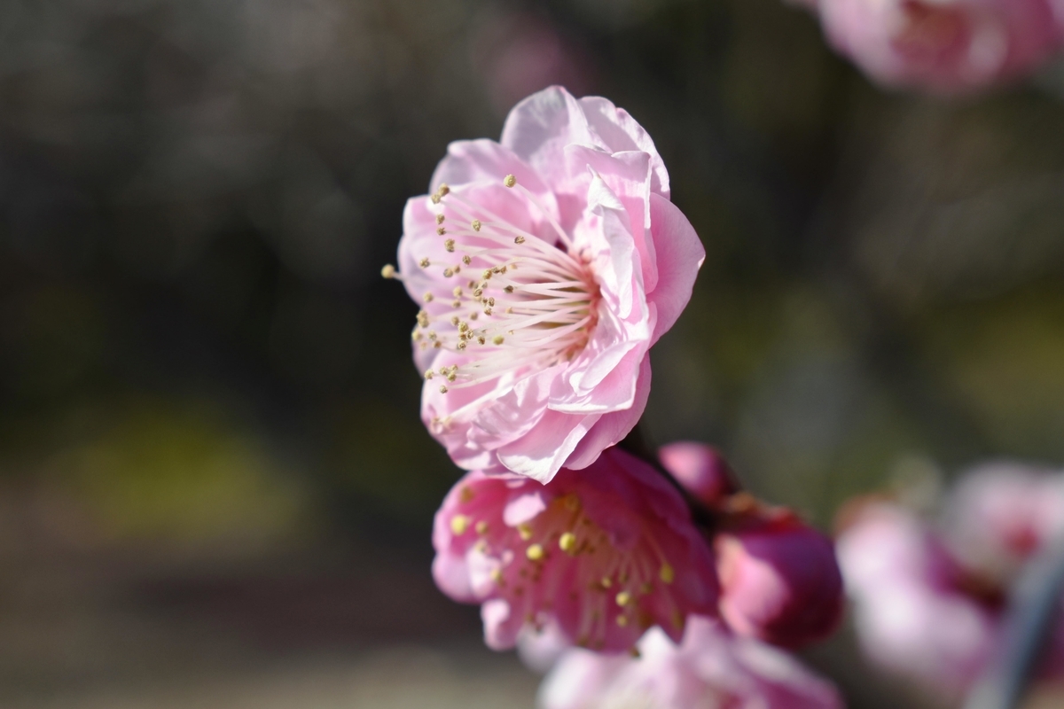 未開紅(京都府立植物園) 豊後系・豊後性 撮影:MKタクシ
