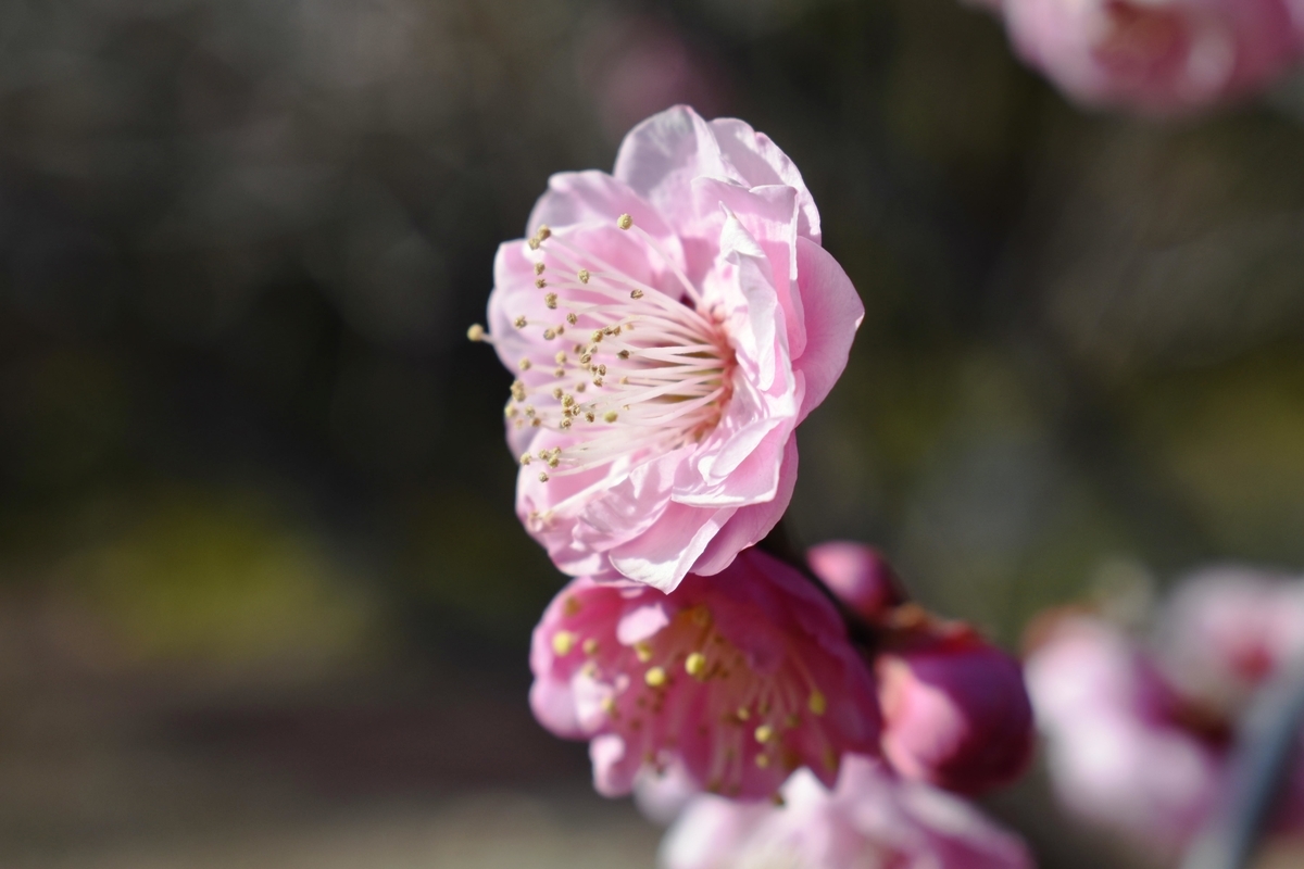 未開紅（京都府立植物園）　豊後系・豊後性　撮影：MKタクシ