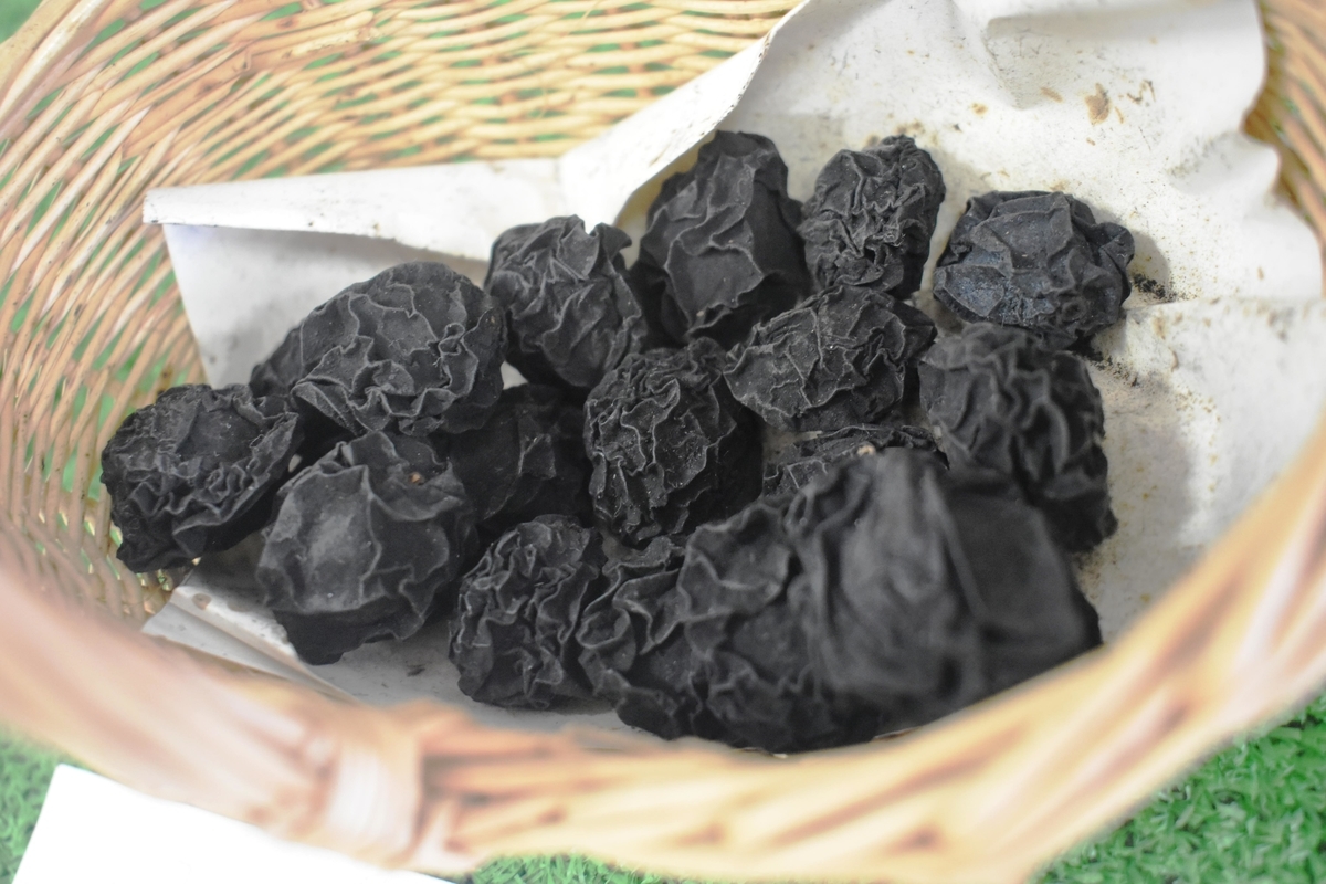 烏梅(月ヶ瀬梅の資料館) 撮影:MKタクシー