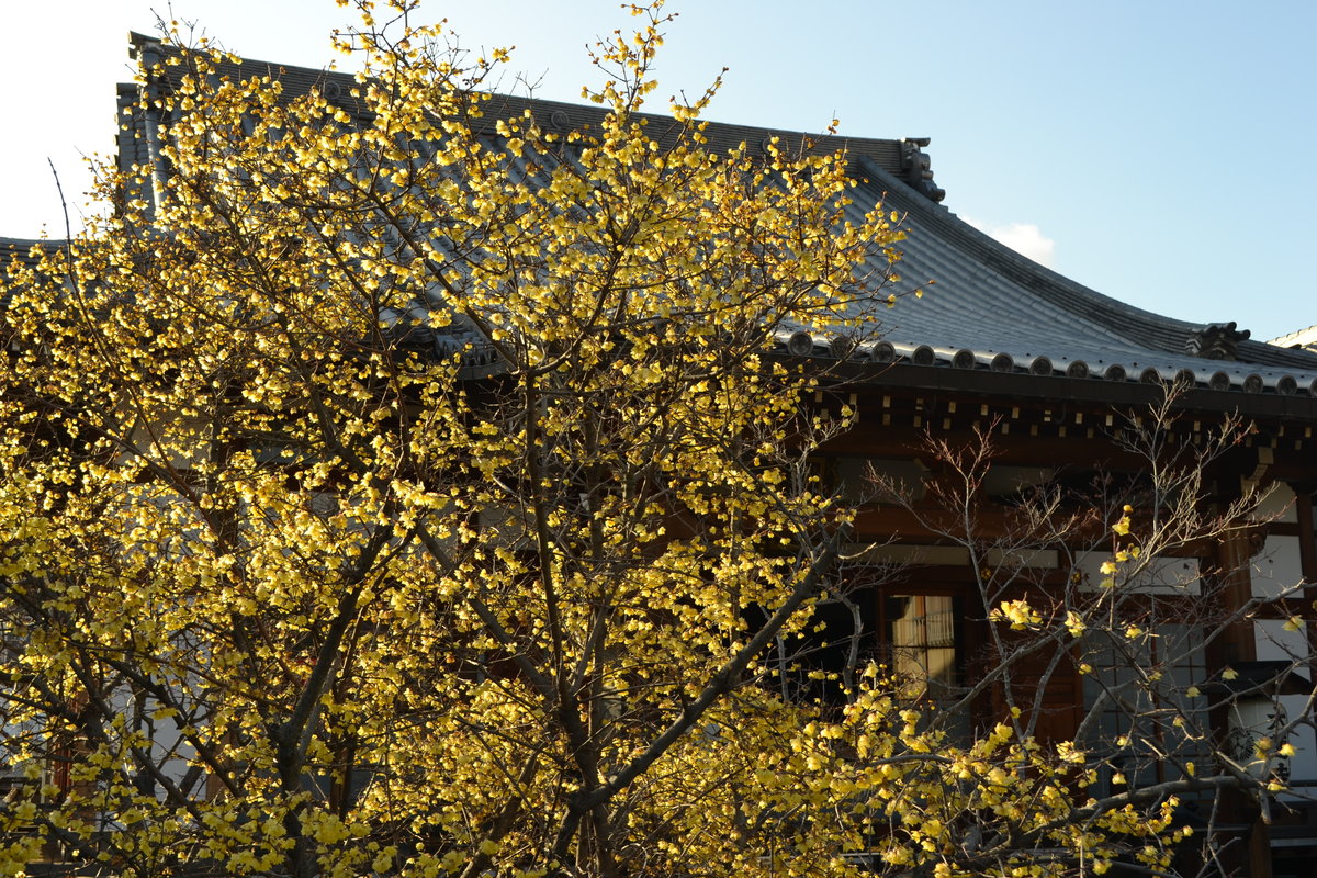大蓮寺のロウバイ