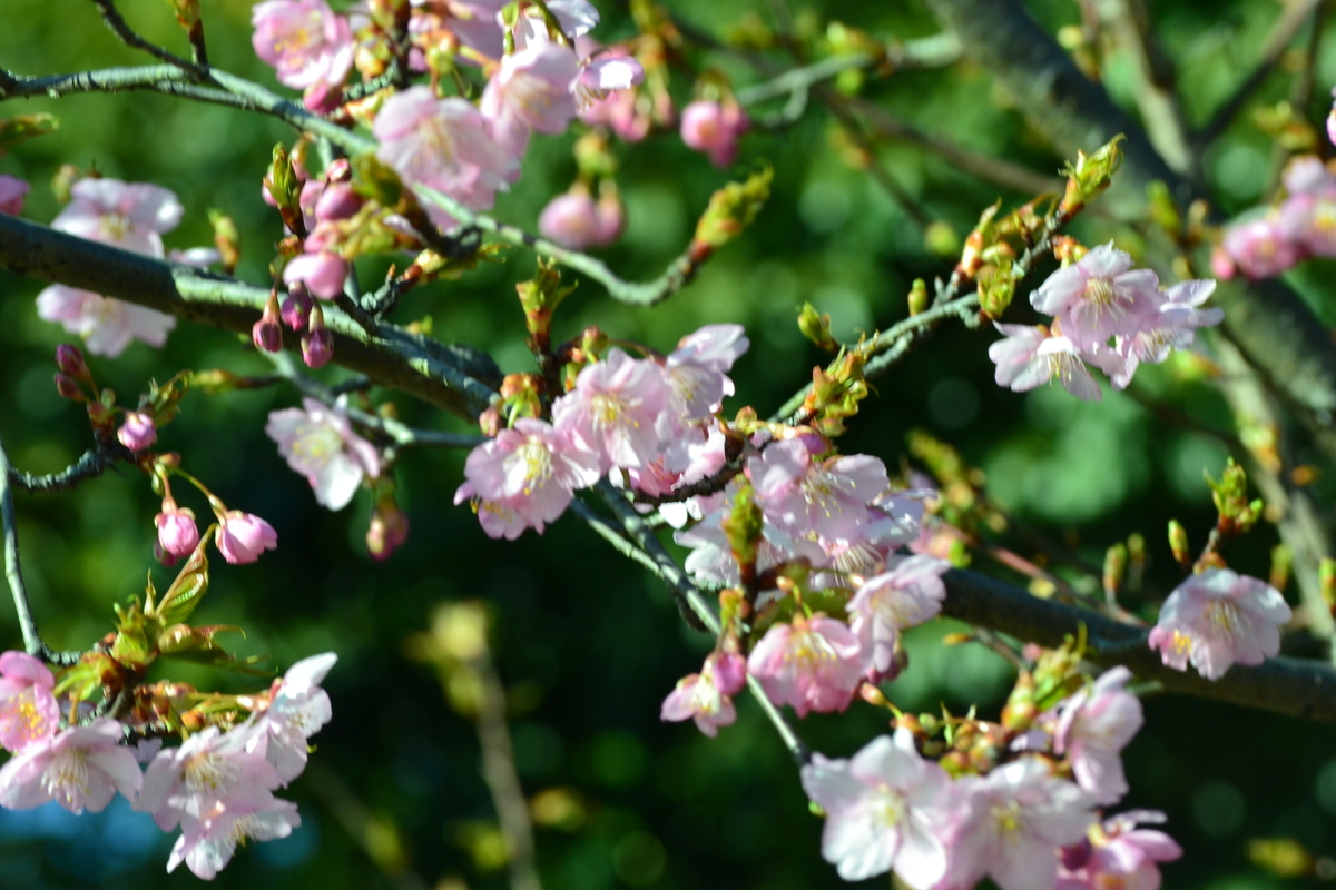 恵心院の河津桜