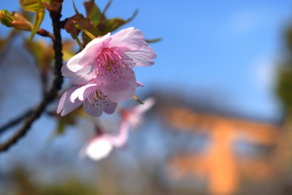 平野神社の河津桜