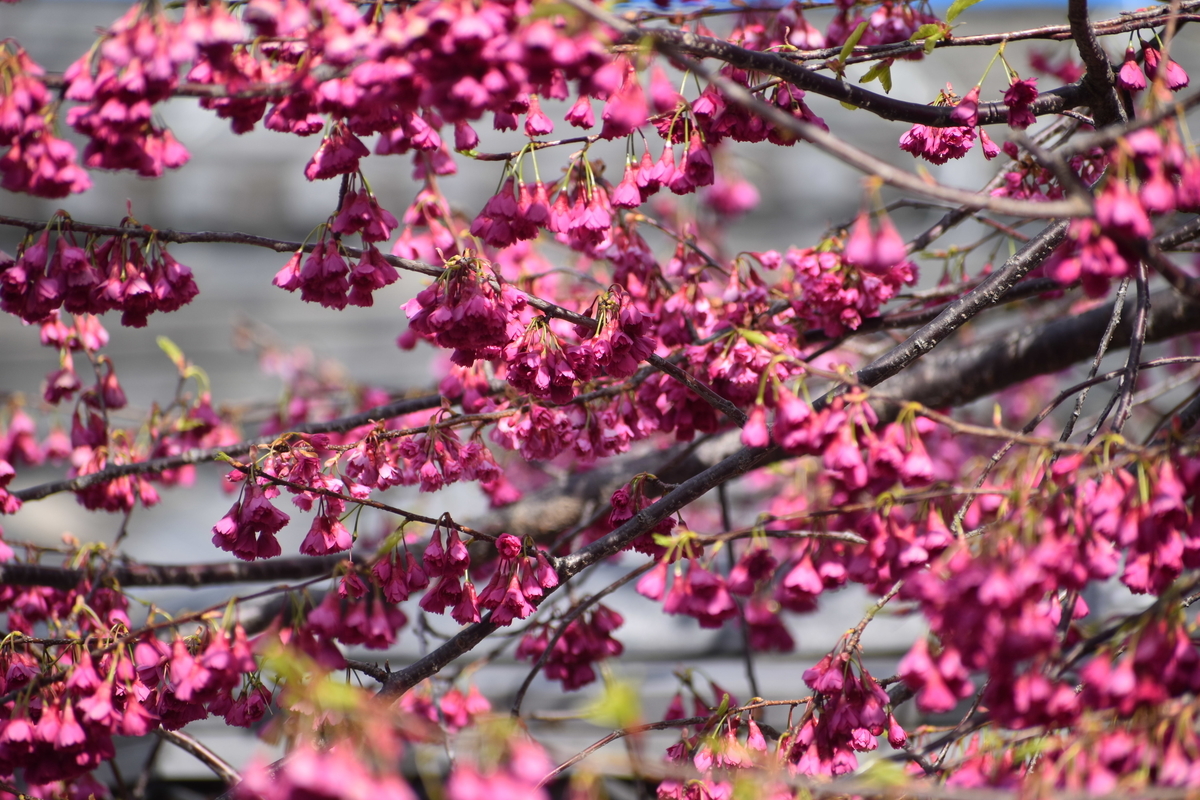 長徳寺の寒緋桜