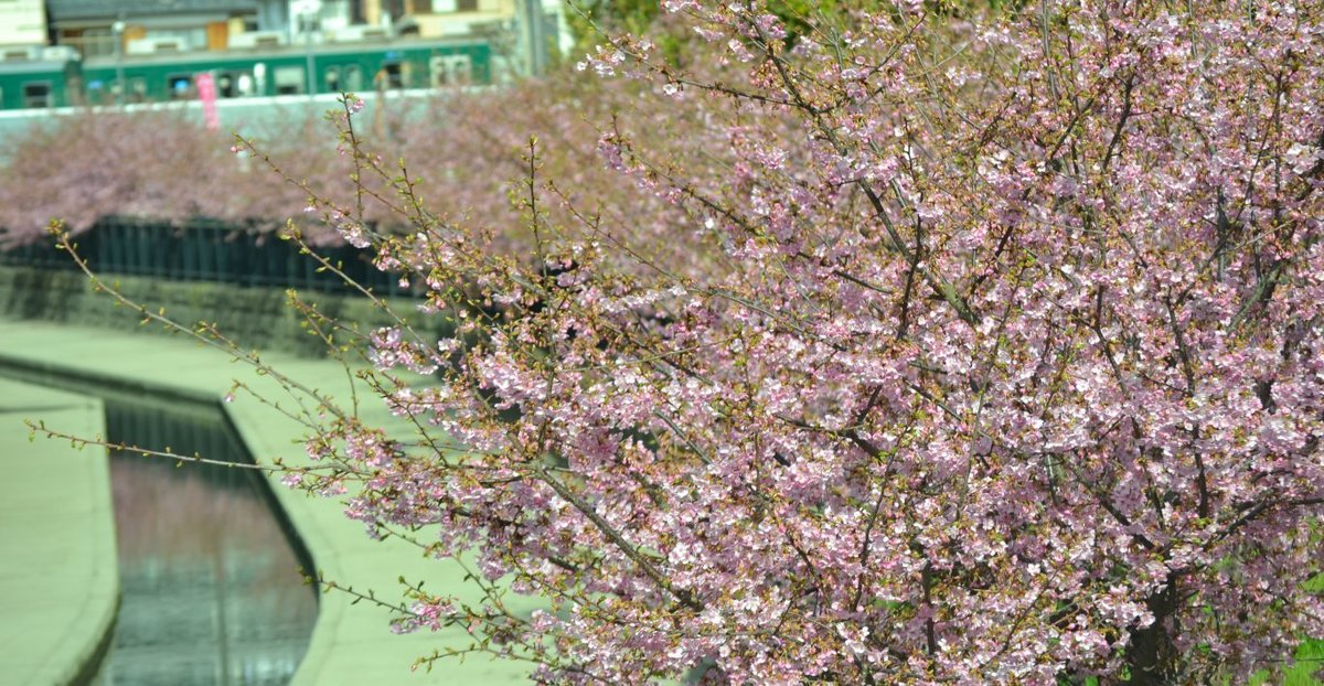 淀水路の河津桜