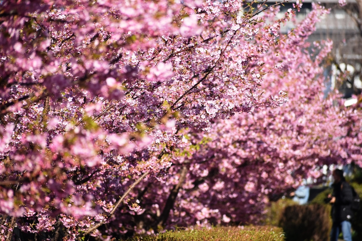 淀水路の河津桜