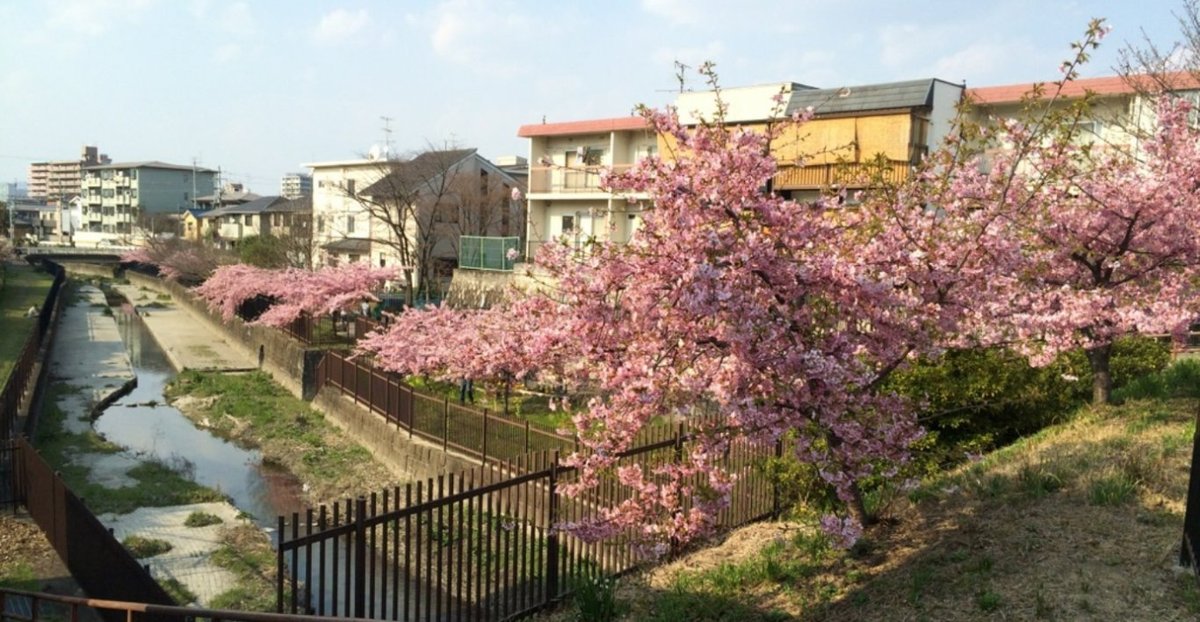 淀水路の河津桜