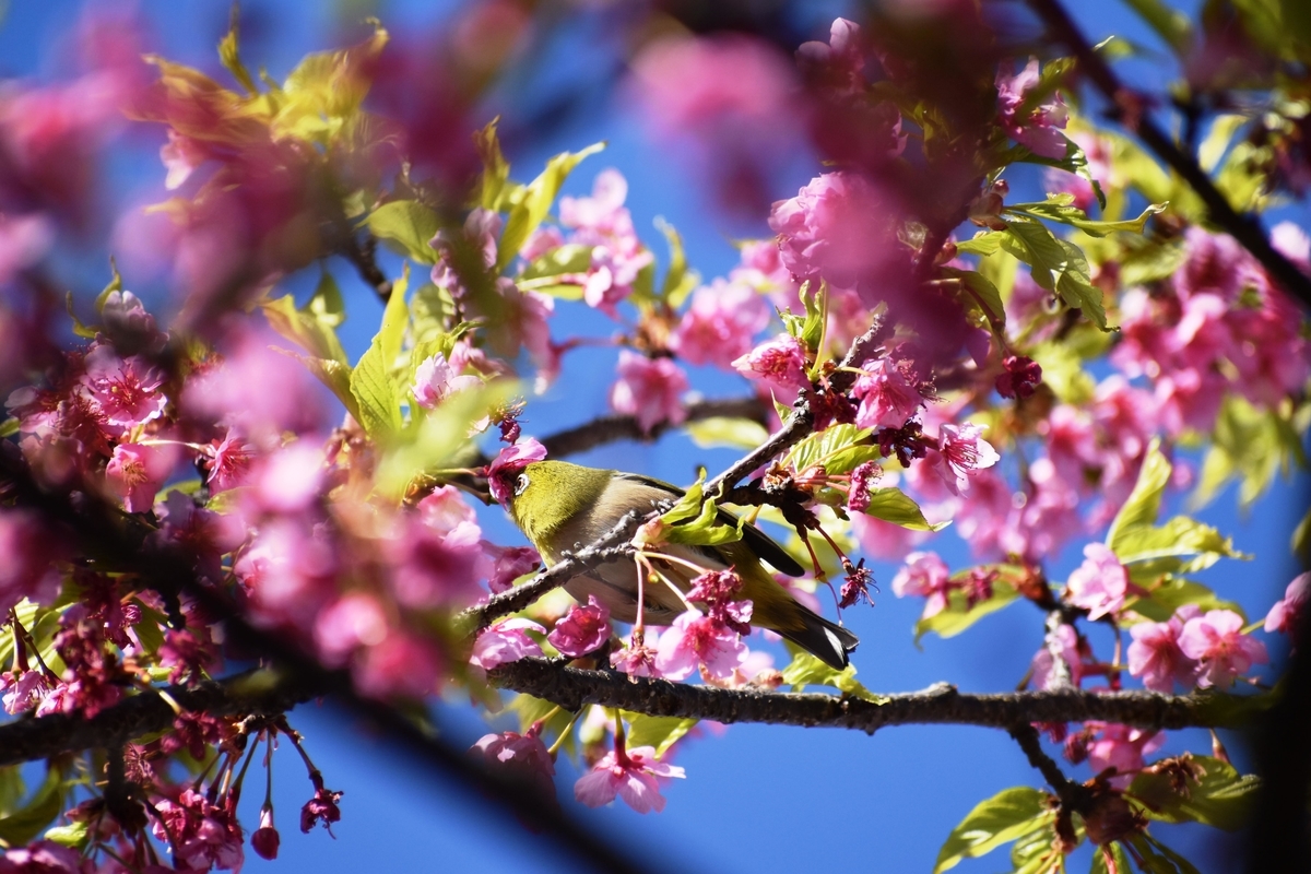 淀水路の河津桜