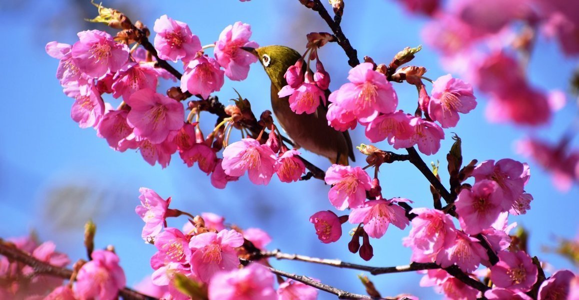 淀水路の河津桜