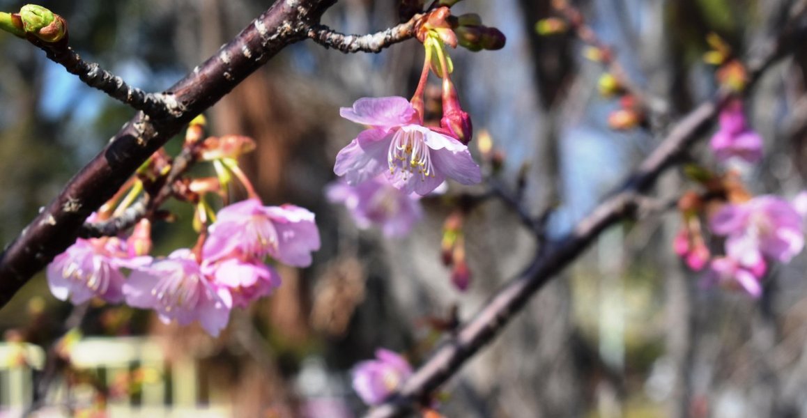 淀城の河津桜