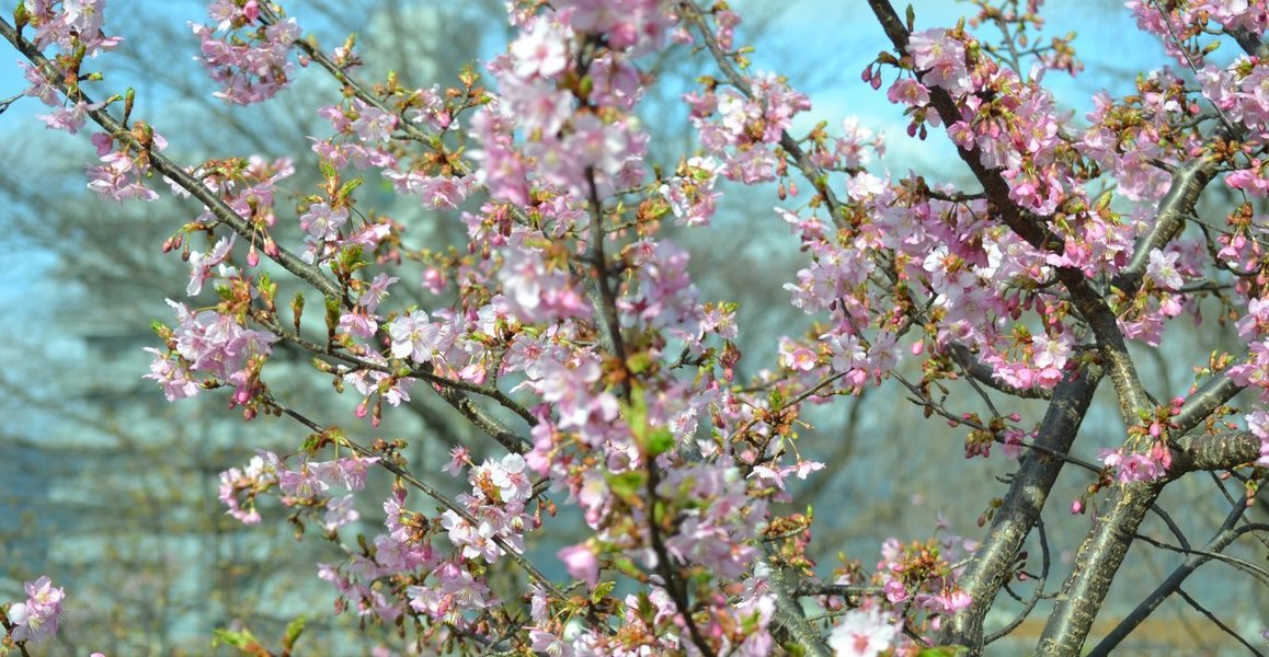 淀城の河津桜