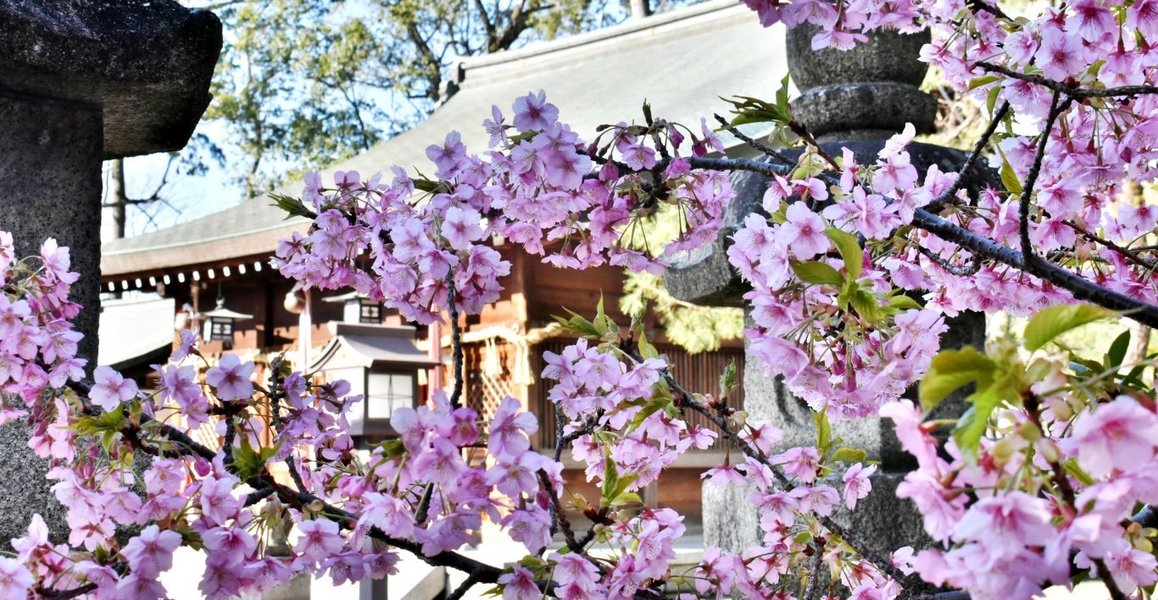 與杼神社の河津桜