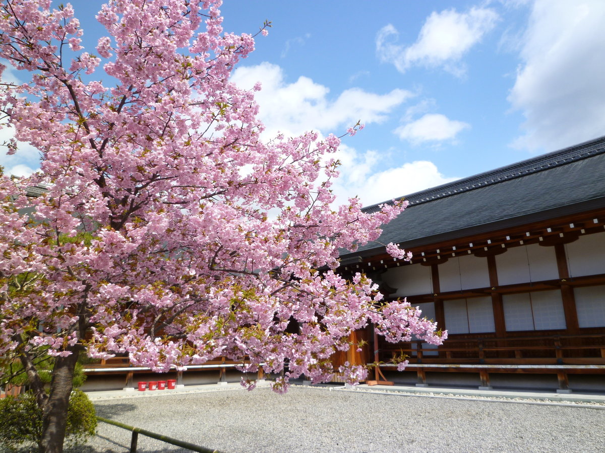 東寺の河津桜