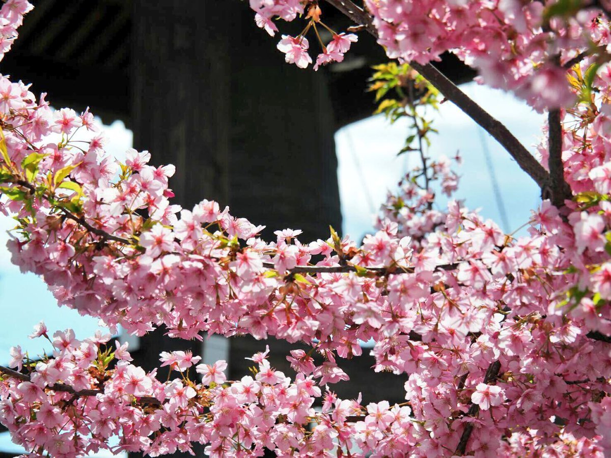 東寺の河津桜