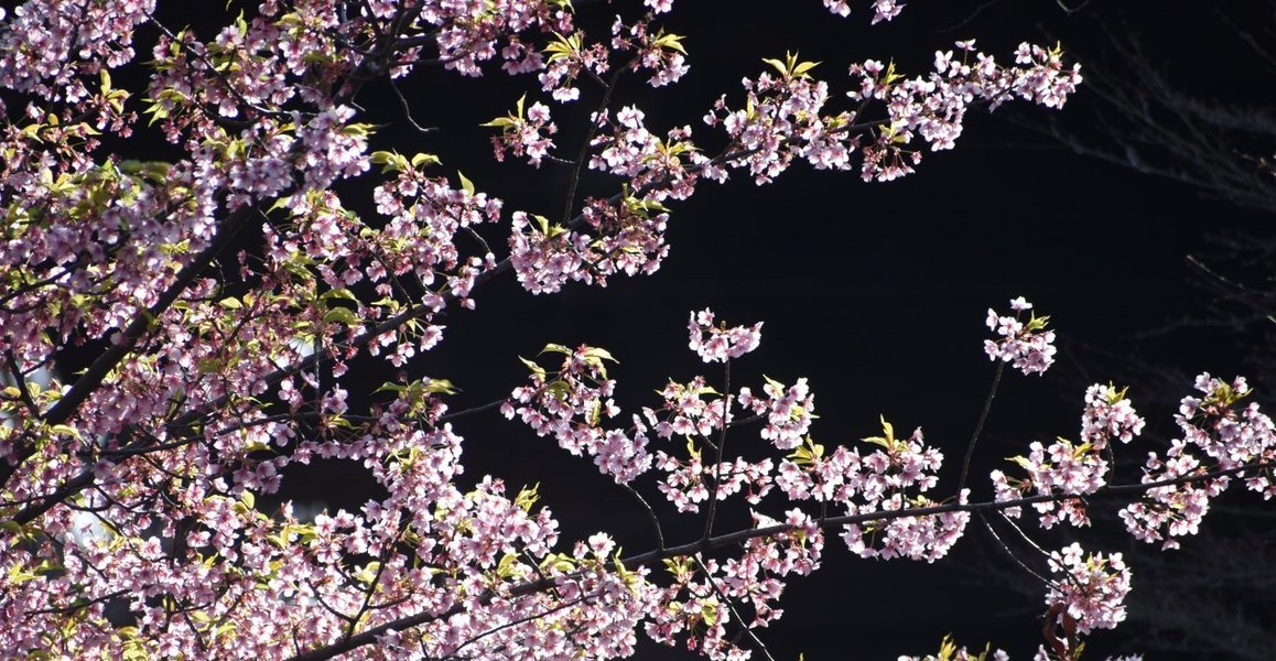 東寺の河津桜