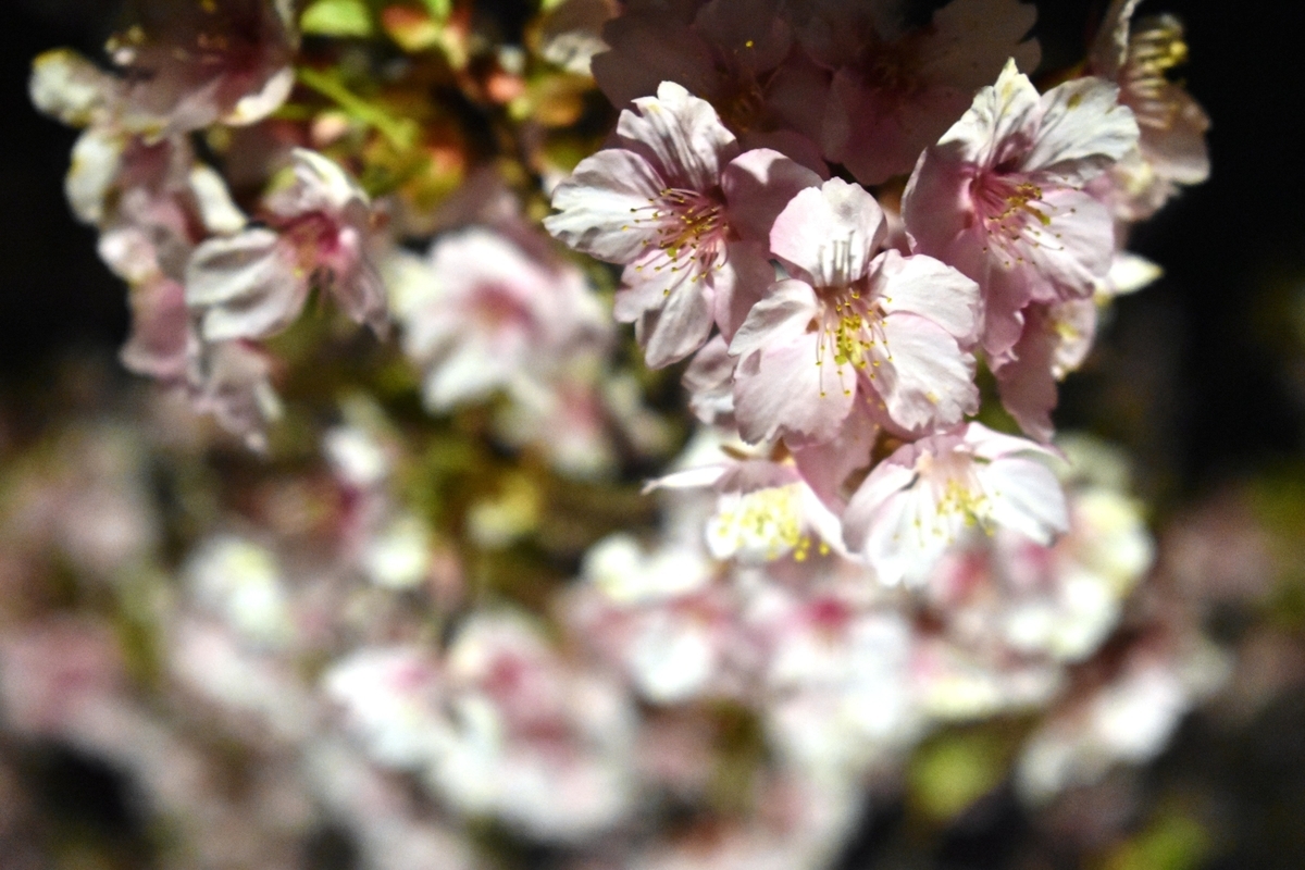 宇治市植物公園の河津桜