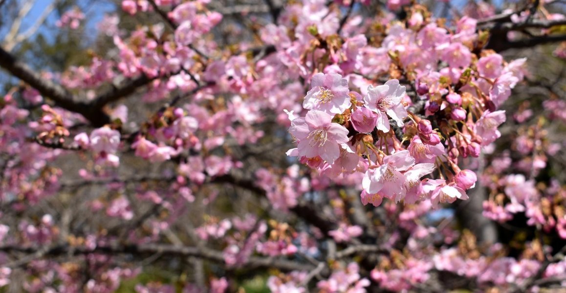 宇治市植物公園の河津桜