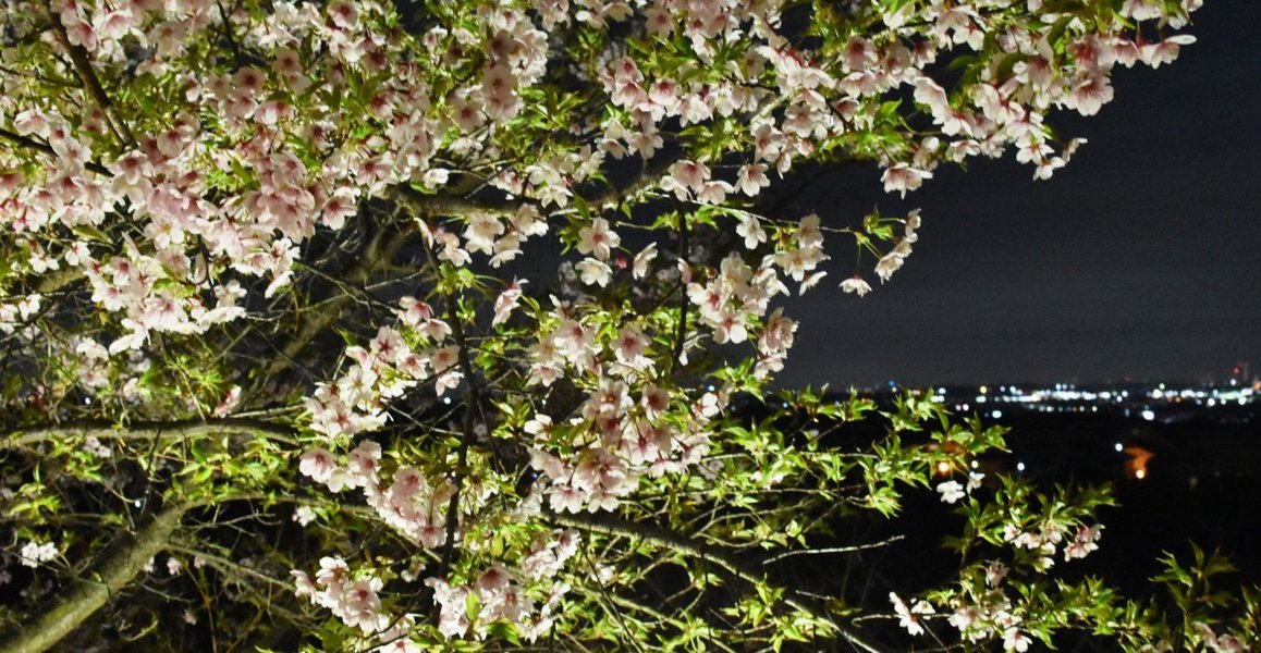 宇治市植物公園の河津桜