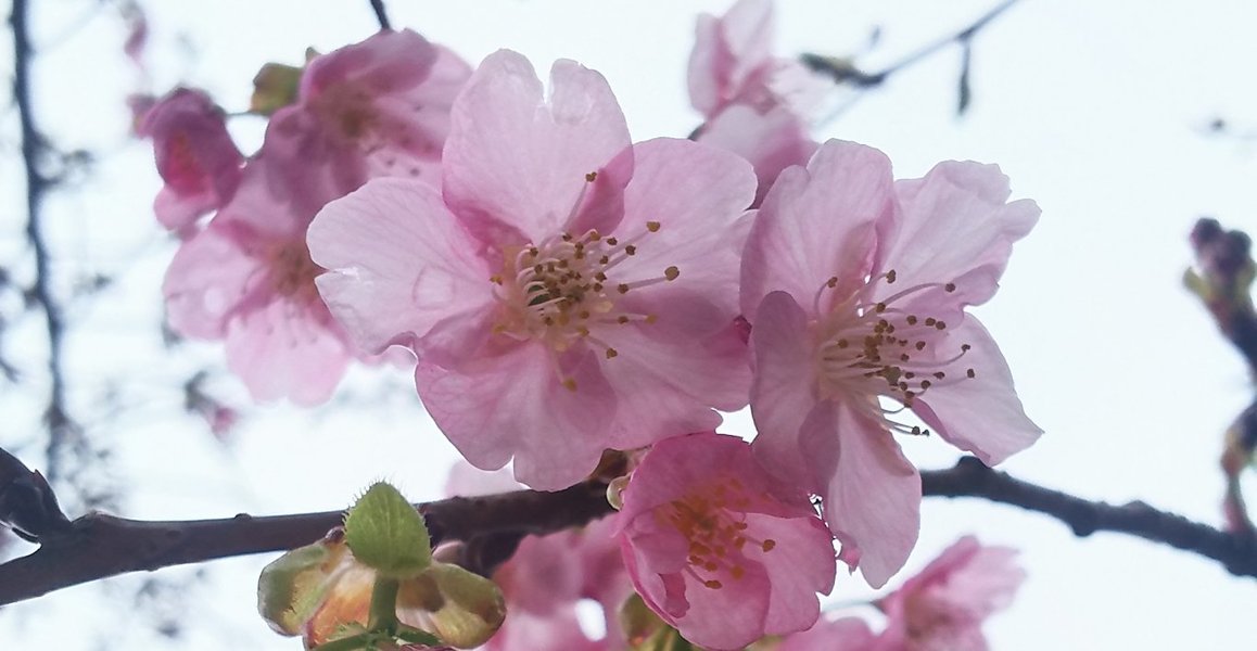 知恩院前の河津桜