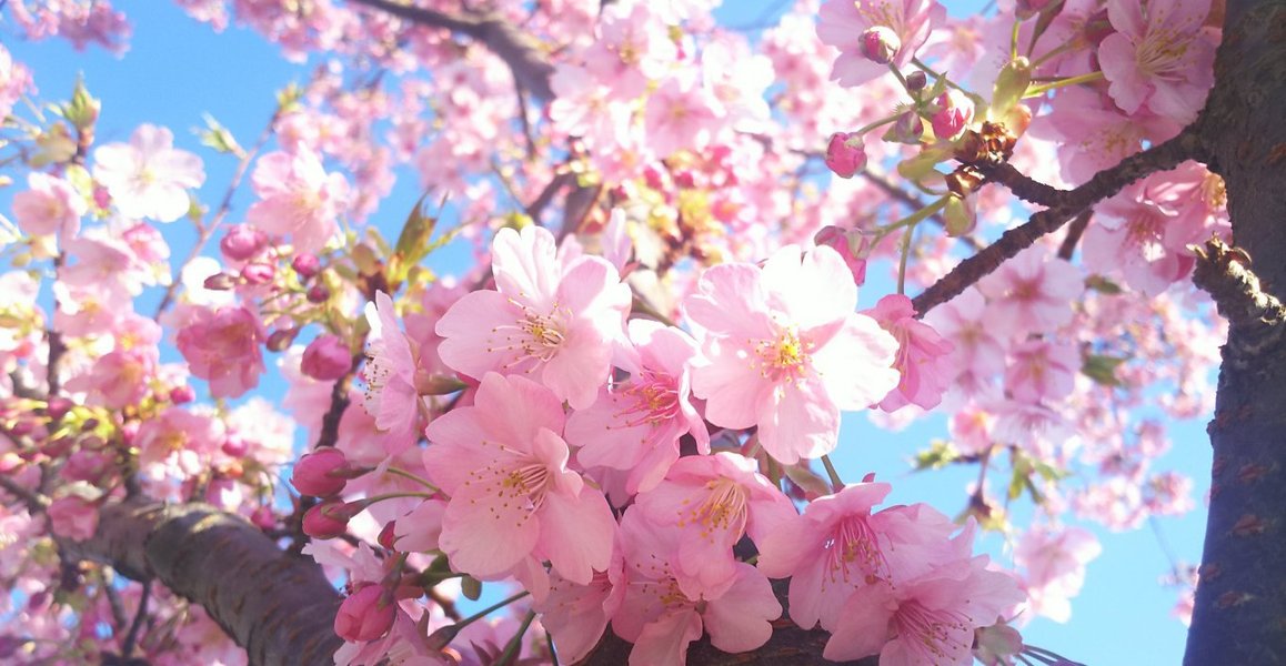 知恩院前の河津桜