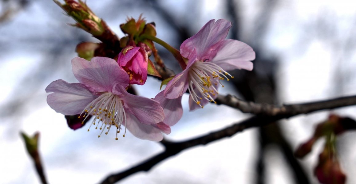 京都府立植物園の河津桜