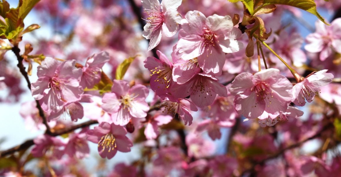 京都府立植物園の河津桜