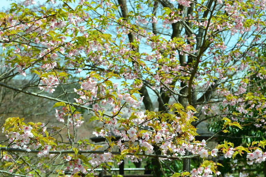 京都府立植物園の河津桜