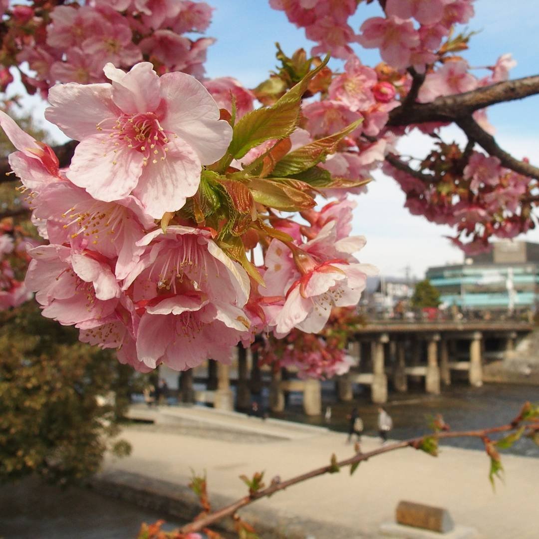 三条大橋西詰の河津桜