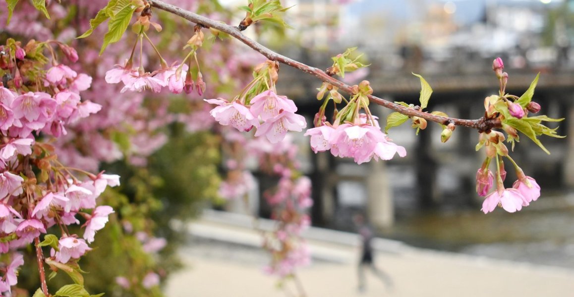 三条大橋西詰の河津桜