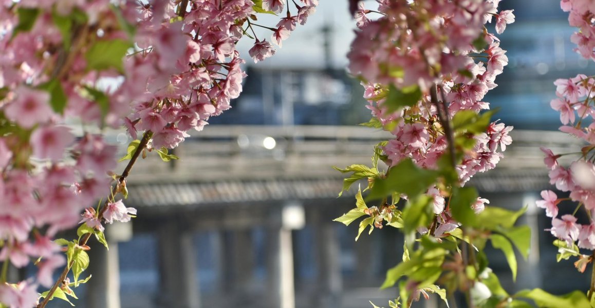 三条大橋西詰の河津桜