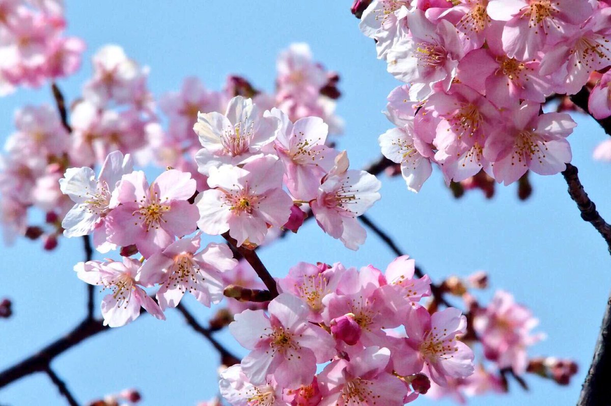 車折神社の河津桜