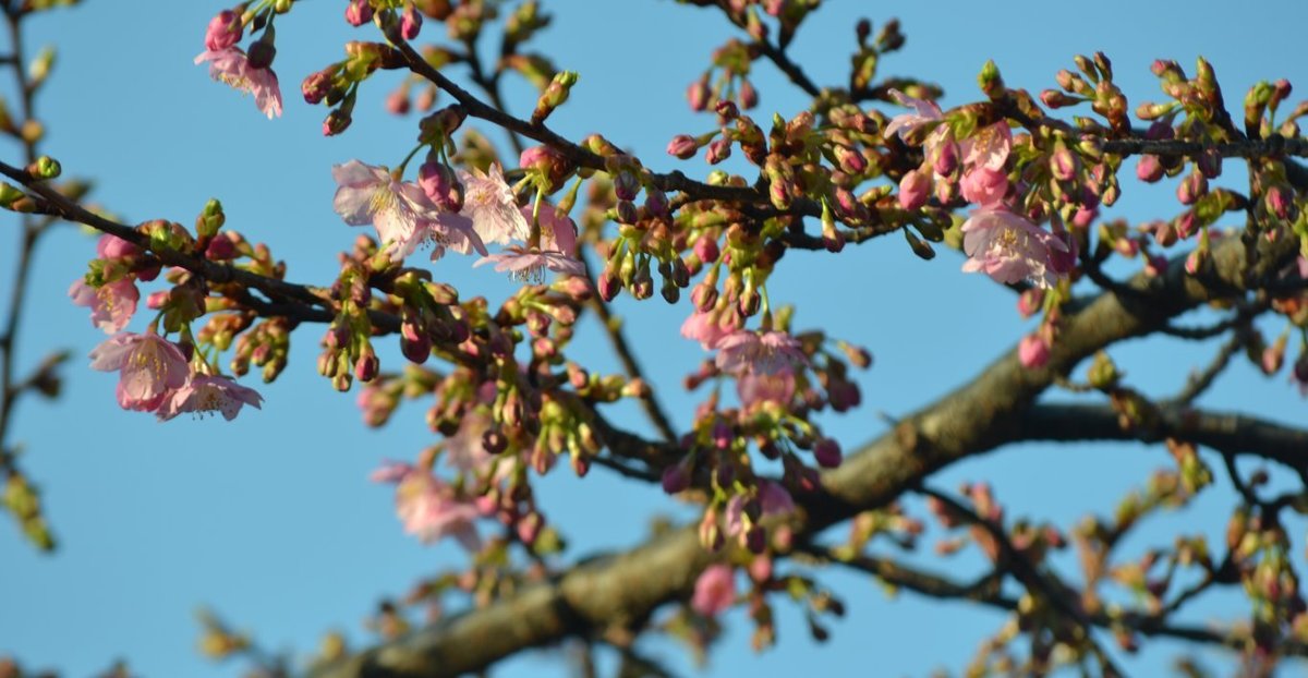 車折神社の河津桜