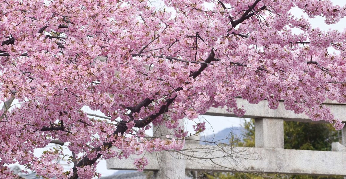 車折神社の河津桜