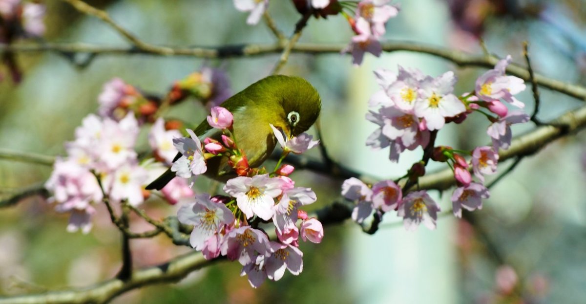 車折神社の河津桜